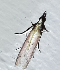 Peoria roseotinctella