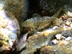 Millerigobius macrocephalus