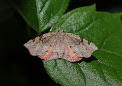 Achrosis rondelaria