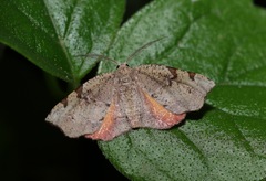 Achrosis rondelaria