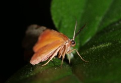 Achrosis rondelaria