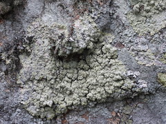 Lepraria membranacea