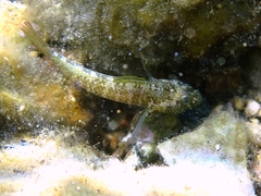 Millerigobius macrocephalus