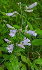 Penstemon canescens