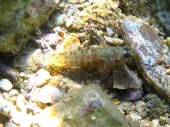 Millerigobius macrocephalus