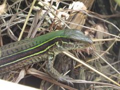 Ameiva praesignis