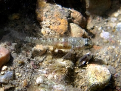 Millerigobius macrocephalus