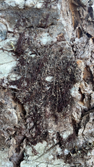 Frullania bolanderi