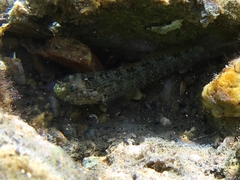 Millerigobius macrocephalus