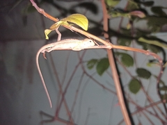 Calotes versicolor