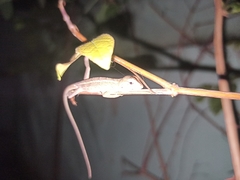 Calotes versicolor