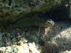 Millerigobius macrocephalus