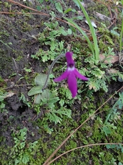 Pinguicula oblongiloba