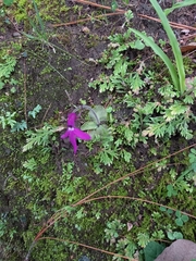 Pinguicula oblongiloba