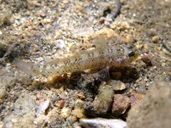 Millerigobius macrocephalus