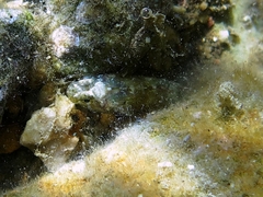 Millerigobius macrocephalus