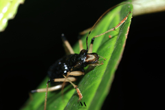 Oxycheila