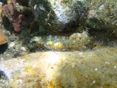 Millerigobius macrocephalus