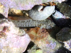 Millerigobius macrocephalus