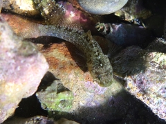 Millerigobius macrocephalus