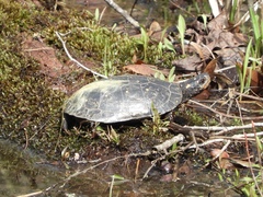 Clemmys guttata