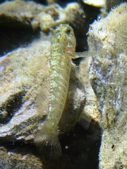 Millerigobius macrocephalus