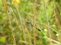 Erythemis simplicicollis image