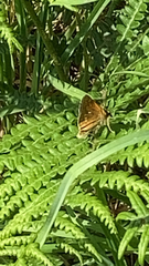 Ochlodes sylvanus