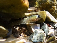 Millerigobius macrocephalus