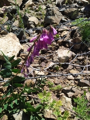 Hedysarum caucasicum