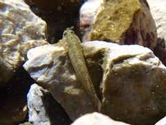 Millerigobius macrocephalus