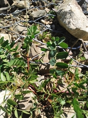 Hedysarum caucasicum