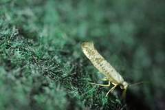 Argyresthia retinella