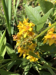 Lysimachia