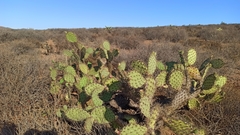 Opuntia clarkiorum