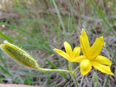 Hypoxis hirsuta