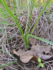 Hypoxis hirsuta