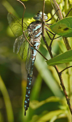 Aeshna canadensis
