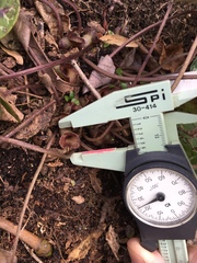 Hexastylis naniflora