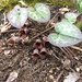 Hexastylis naniflora - Photo (c) bog_badger, algunos derechos reservados (CC BY-NC)