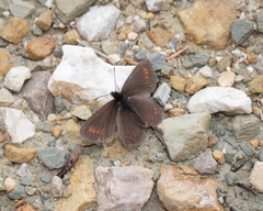 Erebia pharte