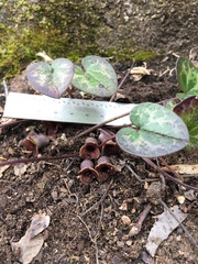 Hexastylis naniflora