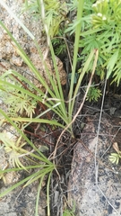 Cyperus fulgens
