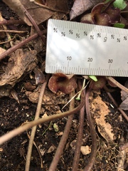 Hexastylis naniflora