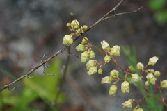 Heuchera alba
