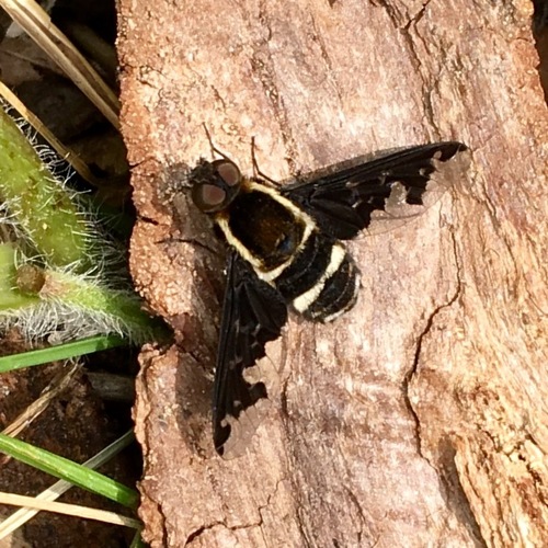 Hemipenthes maura nuotrauka