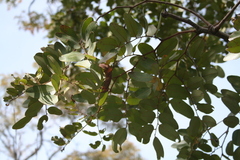 Detarium microcarpum