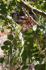 Detarium microcarpum