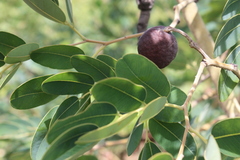 Detarium microcarpum