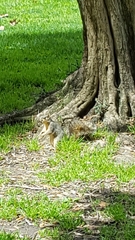 Sciurus niger